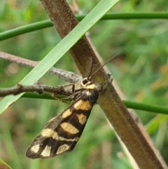 Asura lydia (Lydia Lichen Moth) at ANBG - 2 Mar 2022 by LD12