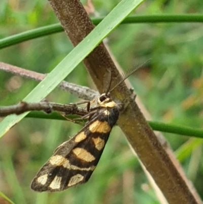 Asura lydia (Lydia Lichen Moth) at Acton, ACT - 2 Mar 2022 by LD12