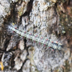 Anestia (genus) (A tiger moth) at O'Connor, ACT - 27 Feb 2022 by ibaird