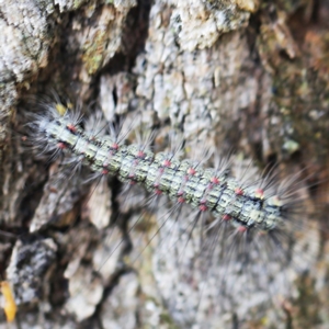 Anestia (genus) at O'Connor, ACT - 27 Feb 2022 10:36 AM