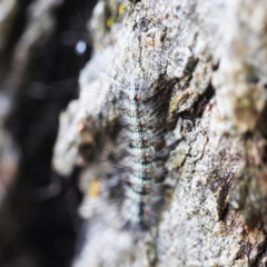 Anestia (genus) at O'Connor, ACT - 27 Feb 2022 10:36 AM