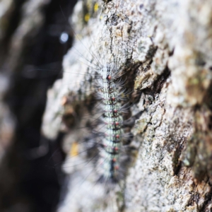 Anestia (genus) at O'Connor, ACT - 27 Feb 2022 10:36 AM