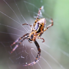 Plebs bradleyi (Enamelled spider) at Sullivans Creek, O'Connor - 27 Feb 2022 by ibaird