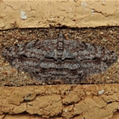 Didymoctenia exsuperata (Thick-lined Bark Moth) at Wanniassa, ACT - 2 Mar 2022 by JohnBundock