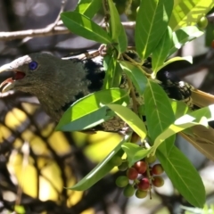 Ptilonorhynchus violaceus (Satin Bowerbird) at Yarrangobilly, NSW - 14 Feb 2022 by jb2602