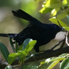 Ptilonorhynchus violaceus (Satin Bowerbird) at Yarrangobilly, NSW - 14 Feb 2022 by jb2602