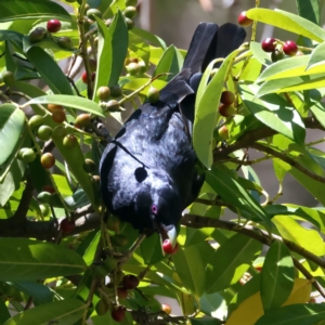 Ptilonorhynchus violaceus at Yarrangobilly, NSW - 14 Feb 2022