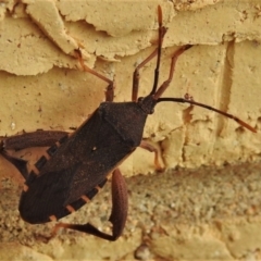 Amorbus sp. (genus) (Eucalyptus Tip bug) at Wanniassa, ACT - 2 Mar 2022 by JohnBundock