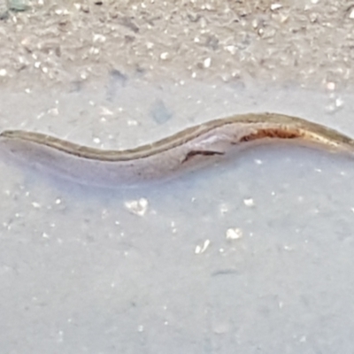 Misgurnus anguillicaudatus (Oriental Weatherloach) at Kaleen, ACT - 28 Feb 2022 by SuWR