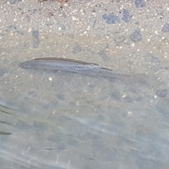 Misgurnus anguillicaudatus at Kaleen, ACT - 1 Mar 2022