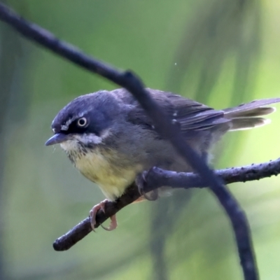 Sericornis frontalis (White-browed Scrubwren) at Kosciuszko National Park - 13 Feb 2022 by jb2602