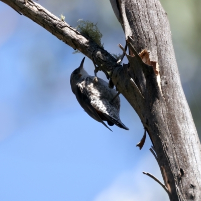 Cormobates leucophaea (White-throated Treecreeper) at Kosciuszko National Park - 14 Feb 2022 by jb2602