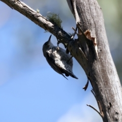 Cormobates leucophaea (White-throated Treecreeper) at Pinbeyan, NSW - 14 Feb 2022 by jb2602