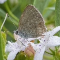 Zizina otis (Common Grass-Blue) at Googong, NSW - 1 Mar 2022 by WHall