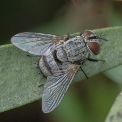 Exorista sp. (genus) (A Bristle Fly) at QPRC LGA - 1 Mar 2022 by WHall