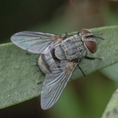 Exorista sp. (genus) (A Bristle Fly) at Googong, NSW - 1 Mar 2022 by WHall