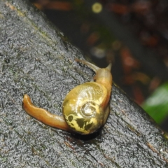 Mysticarion porrectus (Golden Semi-slug) at Acton, ACT - 1 Mar 2022 by HelenCross