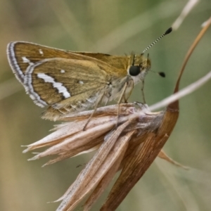 Taractrocera papyria at Googong, NSW - 1 Mar 2022