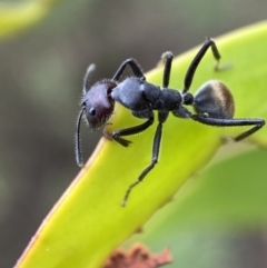 Camponotus suffusus (Golden-tailed sugar ant) at Mount Jerrabomberra - 2 Mar 2022 by Steve_Bok