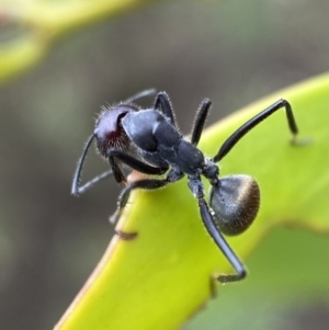 Camponotus suffusus at Jerrabomberra, NSW - 2 Mar 2022