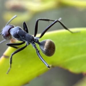 Camponotus suffusus at Jerrabomberra, NSW - 2 Mar 2022