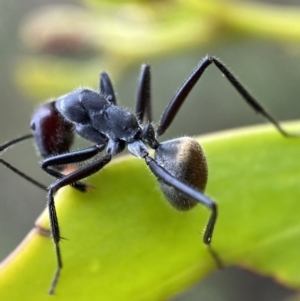 Camponotus suffusus at Jerrabomberra, NSW - 2 Mar 2022