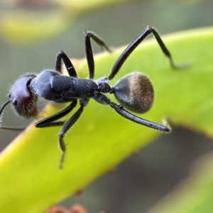 Camponotus suffusus at Jerrabomberra, NSW - 2 Mar 2022