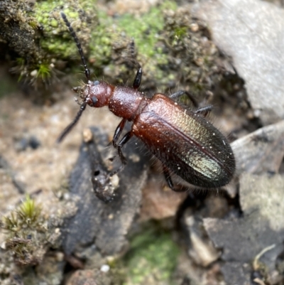 Ecnolagria grandis (Honeybrown beetle) at QPRC LGA - 2 Mar 2022 by Steve_Bok