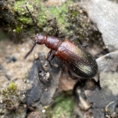 Ecnolagria grandis (Honeybrown beetle) at Mount Jerrabomberra - 2 Mar 2022 by Steve_Bok
