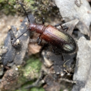 Ecnolagria grandis at Jerrabomberra, NSW - 2 Mar 2022