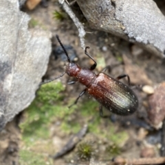 Ecnolagria grandis at Jerrabomberra, NSW - 2 Mar 2022