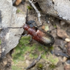 Ecnolagria grandis at Jerrabomberra, NSW - 2 Mar 2022