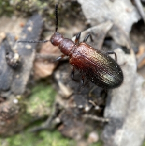 Ecnolagria grandis at Jerrabomberra, NSW - 2 Mar 2022