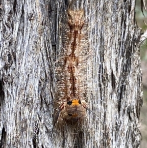 Pinara cana at Jerrabomberra, NSW - 2 Mar 2022