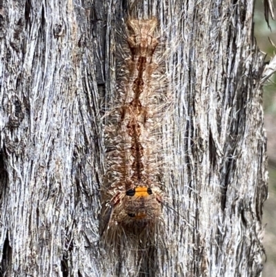 Pinara cana (Neat Pinara) at Jerrabomberra, NSW - 2 Mar 2022 by Steve_Bok