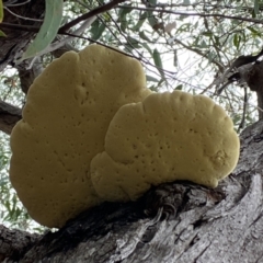 Laetiporus portentosus (White Punk) at QPRC LGA - 2 Mar 2022 by Steve_Bok