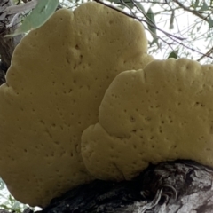 Laetiporus portentosus at Jerrabomberra, NSW - 2 Mar 2022