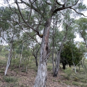 Laetiporus portentosus at Jerrabomberra, NSW - 2 Mar 2022