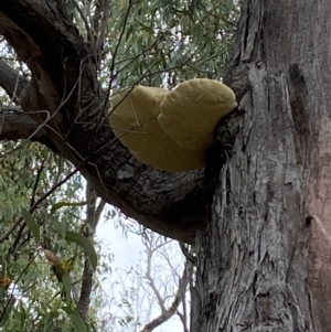 Laetiporus portentosus at Jerrabomberra, NSW - 2 Mar 2022 11:37 AM