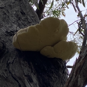 Laetiporus portentosus at Jerrabomberra, NSW - 2 Mar 2022