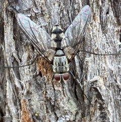 Prosena sp. (genus) (A bristle fly) at Jerrabomberra, NSW - 2 Mar 2022 by SteveBorkowskis