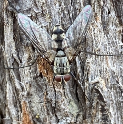 Prosena sp. (genus) (A bristle fly) at QPRC LGA - 2 Mar 2022 by Steve_Bok