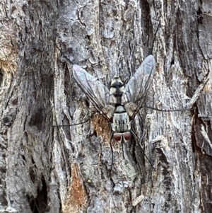 Prosena sp. (genus) at Jerrabomberra, NSW - 2 Mar 2022