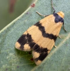 Thallarcha chrysochares (Tiger Footman) at Mount Jerrabomberra QP - 2 Mar 2022 by Steve_Bok