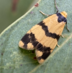 Thallarcha chrysochares at Jerrabomberra, NSW - 2 Mar 2022 11:11 AM