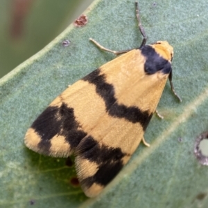 Thallarcha chrysochares at Jerrabomberra, NSW - 2 Mar 2022 11:11 AM