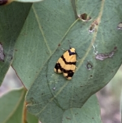 Thallarcha chrysochares at Jerrabomberra, NSW - 2 Mar 2022