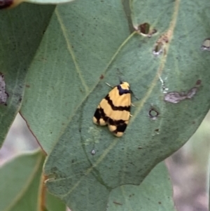 Thallarcha chrysochares at Jerrabomberra, NSW - 2 Mar 2022 11:11 AM