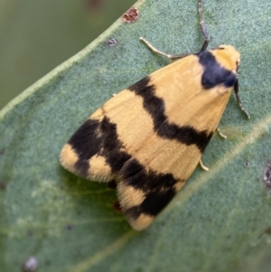 Thallarcha chrysochares at Jerrabomberra, NSW - 2 Mar 2022