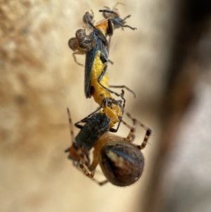 Cryptachaea veruculata at Jerrabomberra, NSW - 2 Mar 2022